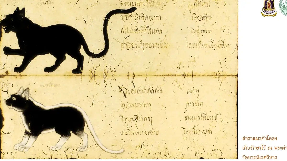 มารู้จัก ‘แมวไทย’ ให้มากขึ้น ผ่าน ‘วิฬาร์วรรณนา’ กวีนิพนธ์ตำราแมว
