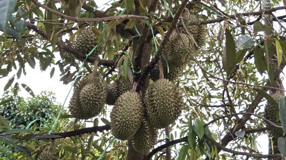 ชวนเที่ยว ชวนกิน ‘อร่อยทุกไร่ ชิมไปทุกสวน’ เปิดฤดูกาลภาคตะวันออก ปี 69