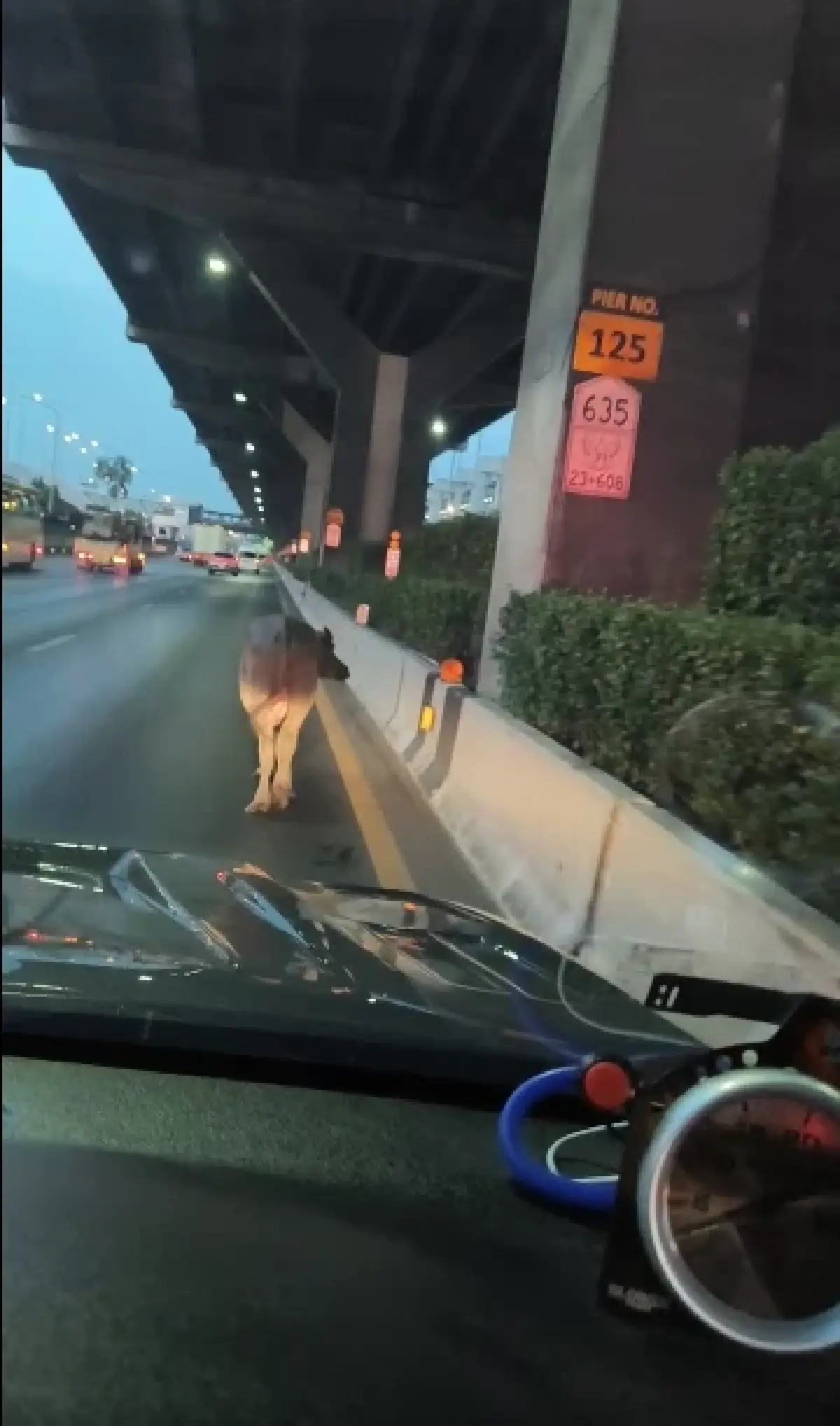 ด่วน ควายหลุดถนนวิภาวดีรังสิต เดินช่องทางหลัก ตำรวจ เร่งจับตัว