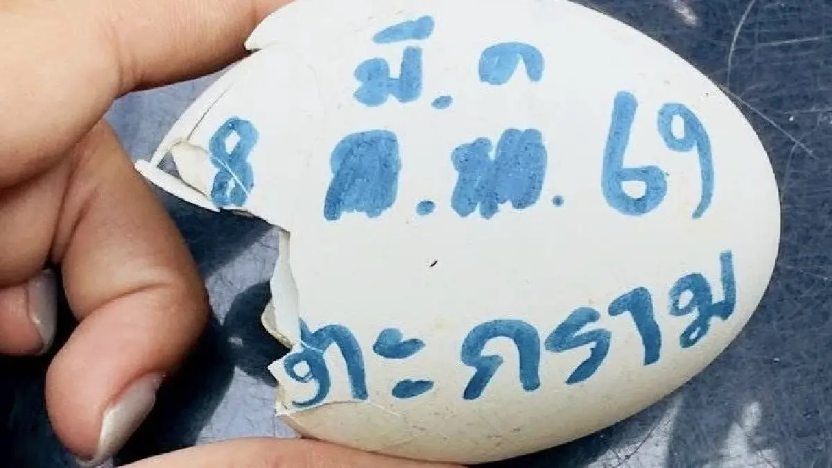ฟักไข่ ‘นกตะกราม’ สำเร็จครั้งแรก หลังสูญพันธุ์ในธรรมชาติกว่า 40 ปี โดย ‘สวนสัตว์เปิดเขาเขียว’