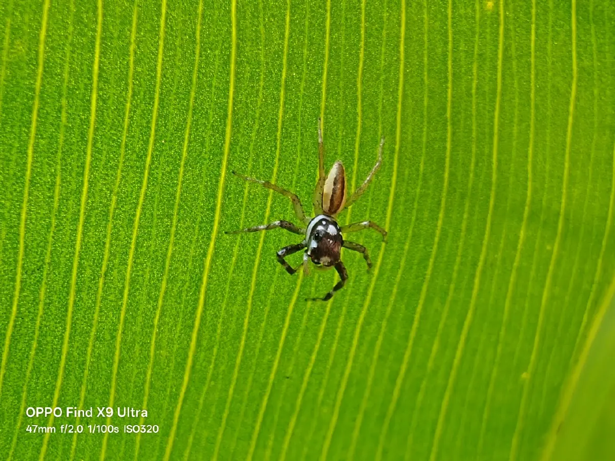 กล้องโปรที่โทรได้! รีวิว OPPO Find X9 Ultra มือถือตัวจบของคนชอบสุด