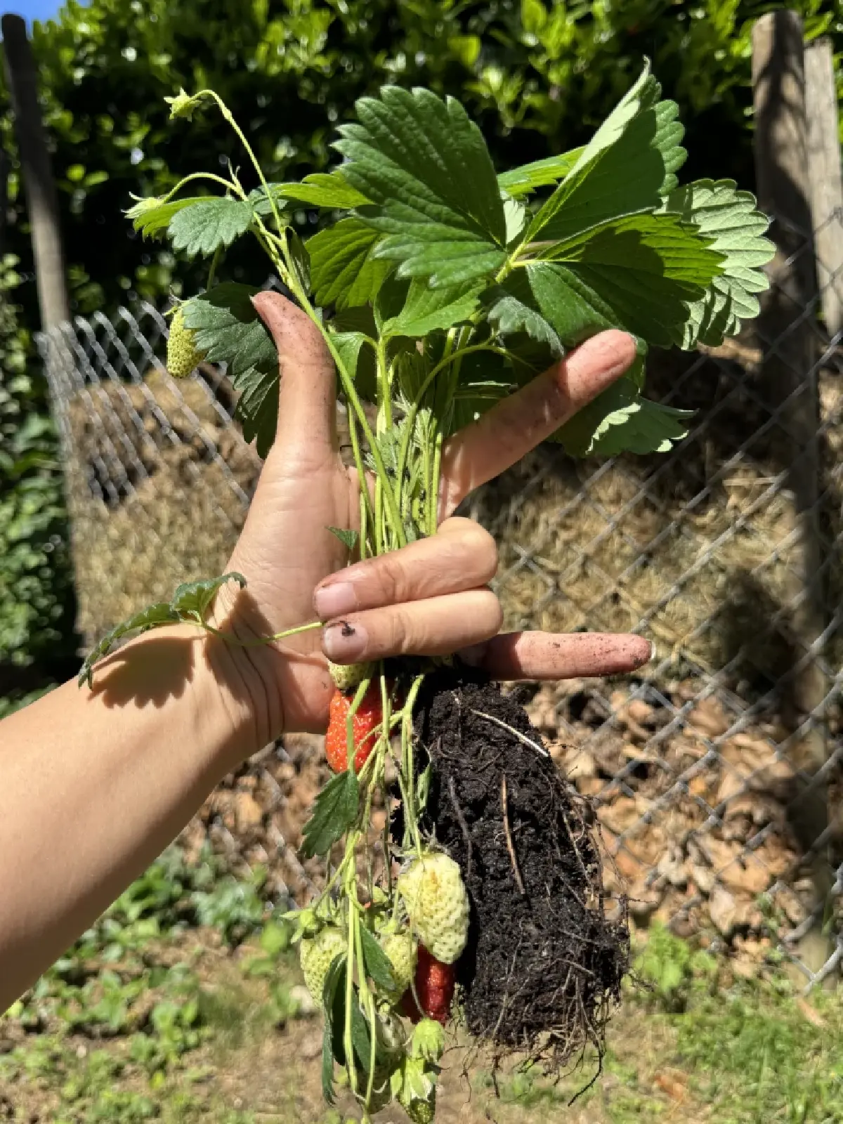 ทฤษฎีแห่งความสุข : สุข….ปลูก…สตรอว์เบอร์รี โดย ธันย่า - ธันยลักษณ์ พรหมมณี