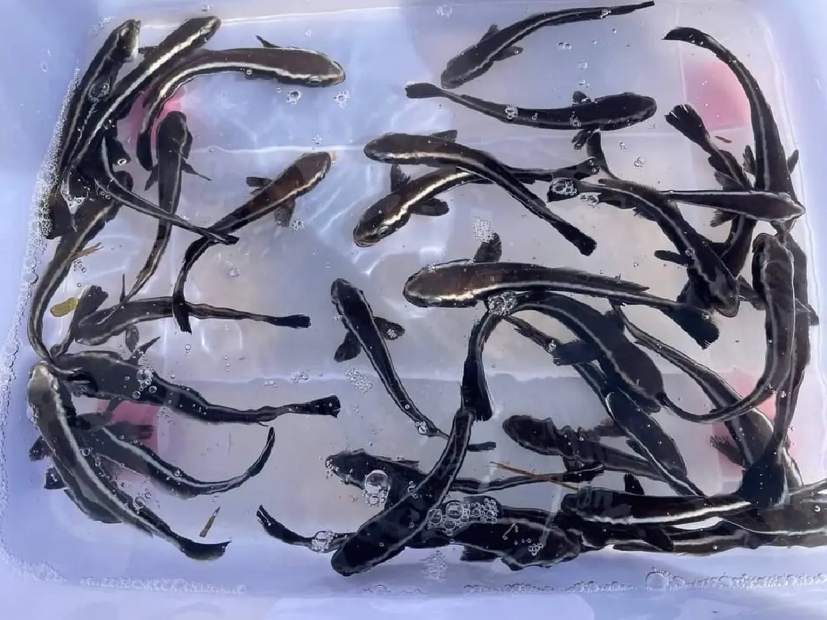 กรมประมงรุกปั้น ‘ปลาช่อนทะเล’ Black Salmon สัตว์น้ำเศรษฐกิจอันดามันยั่งยืน