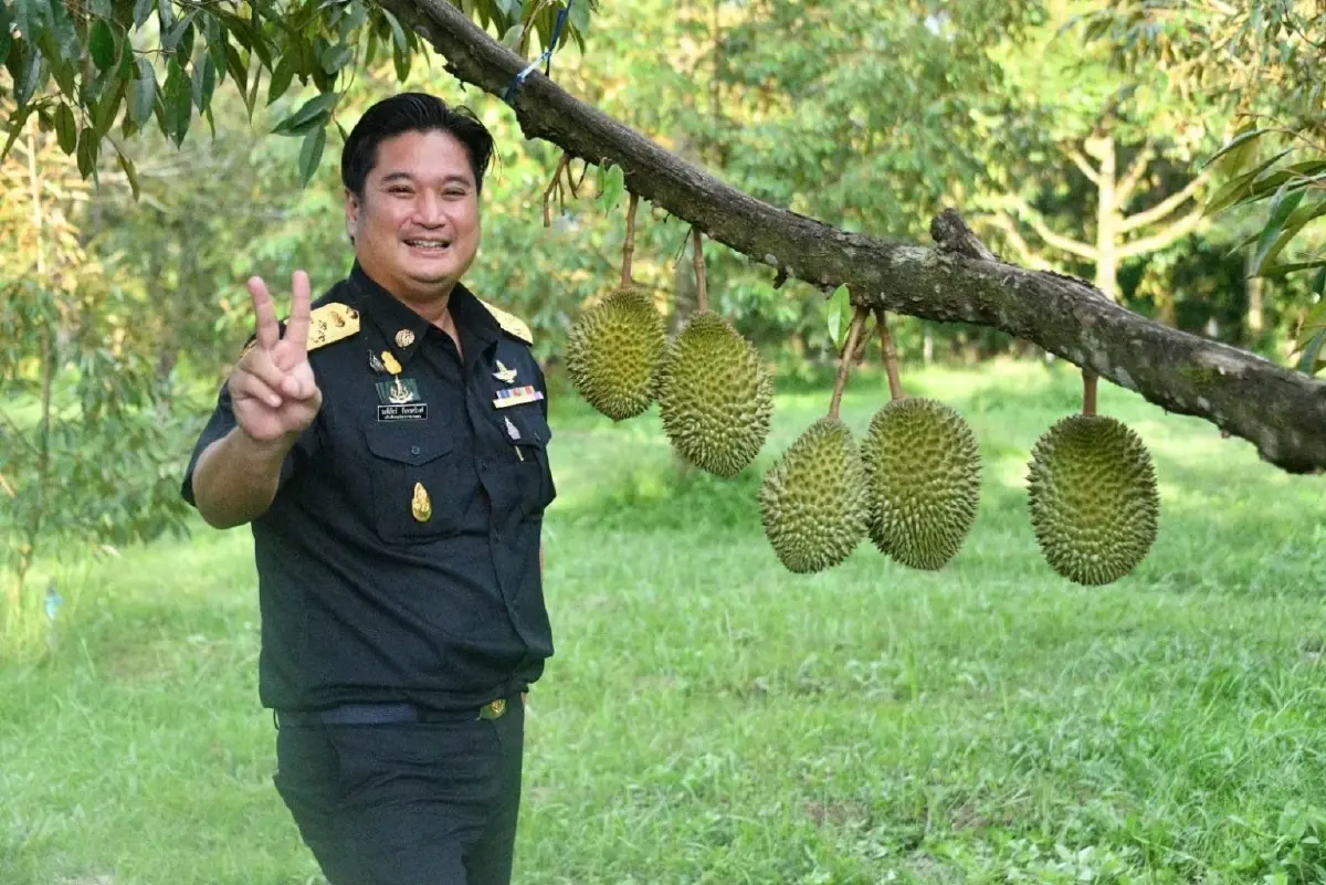 กรมวิชาการเกษตรลุยตรวจล้งทุเรียนด้อยคุณภาพ มั่นใจมาตรฐานส่งออกจีน
