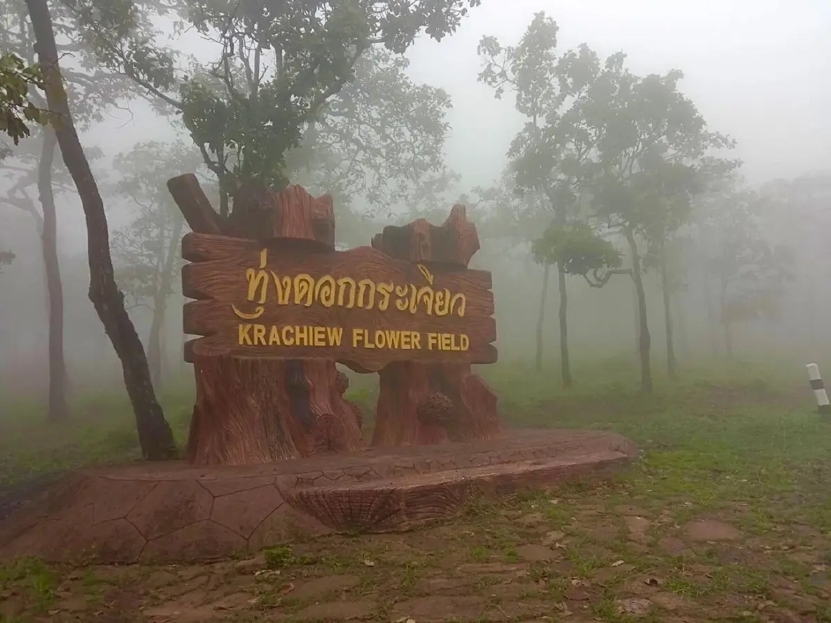 เผยโฉม ดอกกระเจียวบาน ดอกแรกแห่งปี ที่ชัยภูมิ ไปเที่ยวหน้าฝนกัน