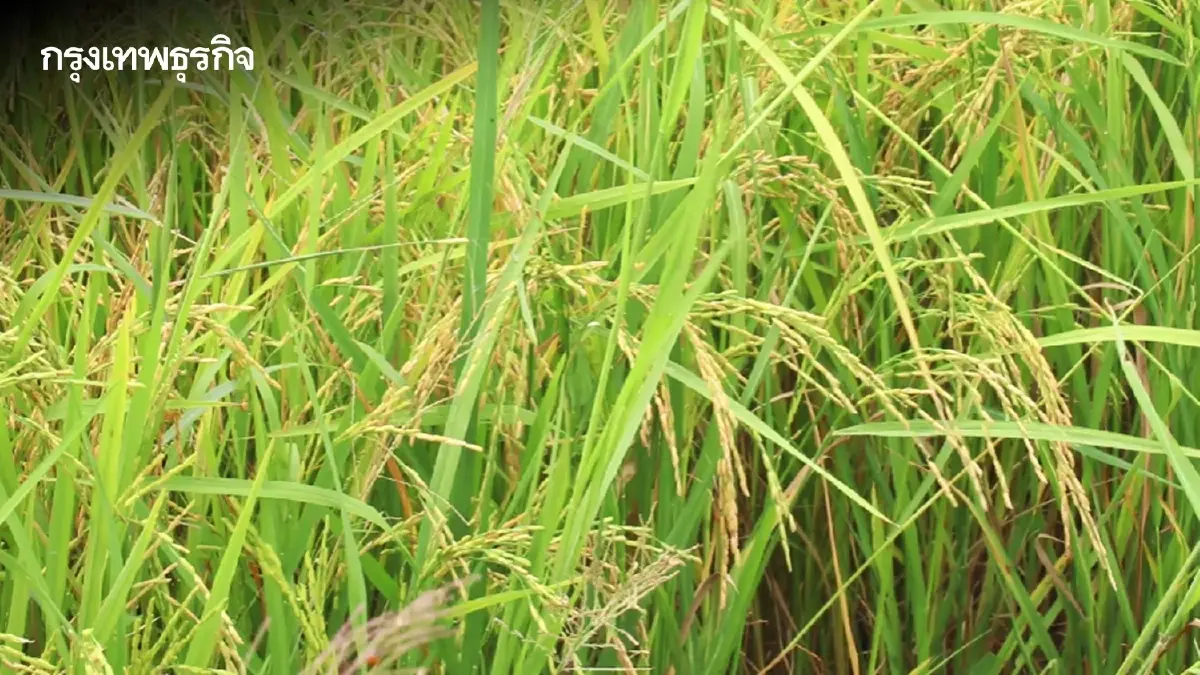 พาณิชย์ เปิดรับสมัคร ‘ข้าวประณีต 2569’ ให้เงินทุนการผลิตและแปรรูป