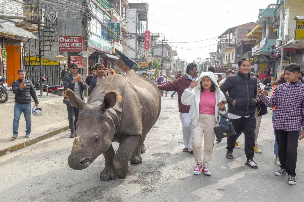 ‘แรด’ เดินเพ่นพล่านกลางถนน ใช้ชีวิตร่วมกับคนใน ‘เนปาล’ หลังประสบความสำเร็จในการอนุรักษ์
