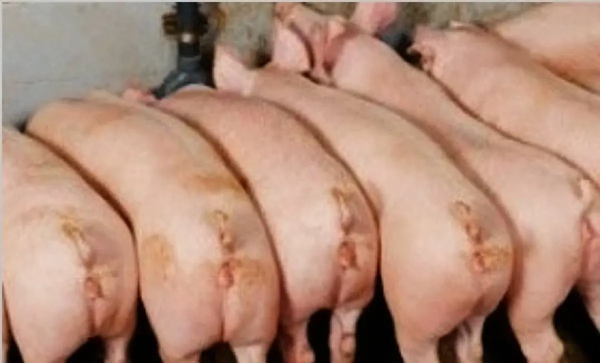 สมาคมหมูโอดราคาดิ่งเหลือ 54 บาท ต่ำกว่าทุนยับ ขาดทุนตัวละเกือบ 2 พัน