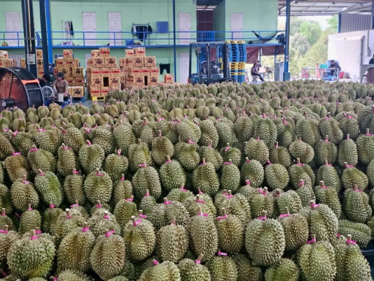 กรมวิชาการเกษตรลุยตรวจล้งทุเรียนด้อยคุณภาพ มั่นใจมาตรฐานส่งออกจีน