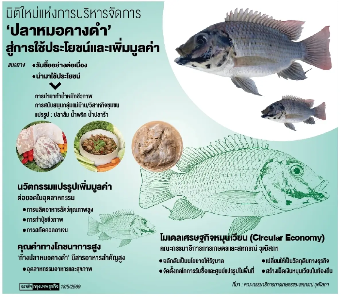 กลยุทธ์เปลี่ยน“ปลาหมอคางดำ”จากปัญหาสู่รายได้      ดันแปรรูป-รับซื้อ เติมมูลค่าเศรษฐกิจชุมชน