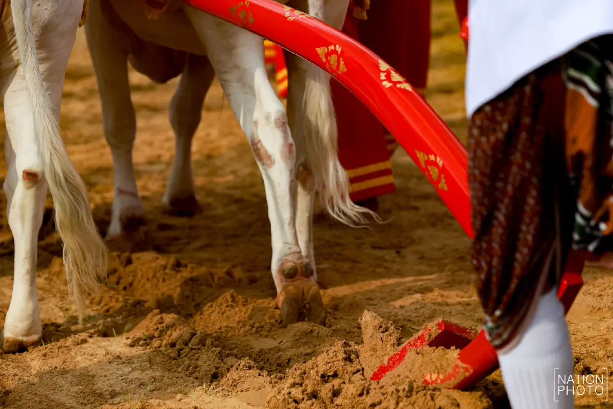 ภาพชุด ซ้อมใหญ่ งานพระราชพิธีพืชมงคลจรดพระนังคัลแรกนาขวัญ 2569