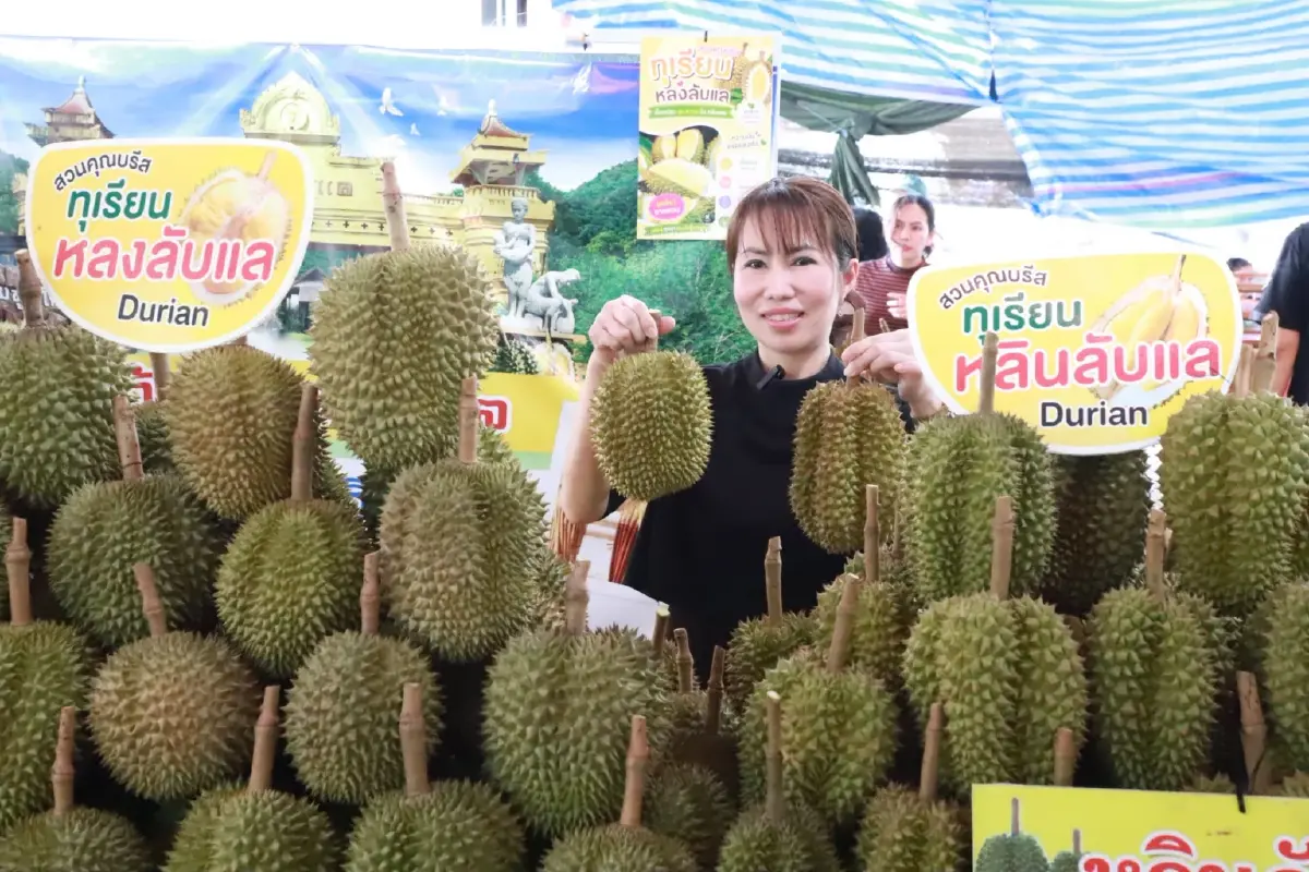 ทำไมเรียก 'ทุเรียนเทวดาเลี้ยง' เปิดความพิเศษ แห่ซื้อคึกคัก