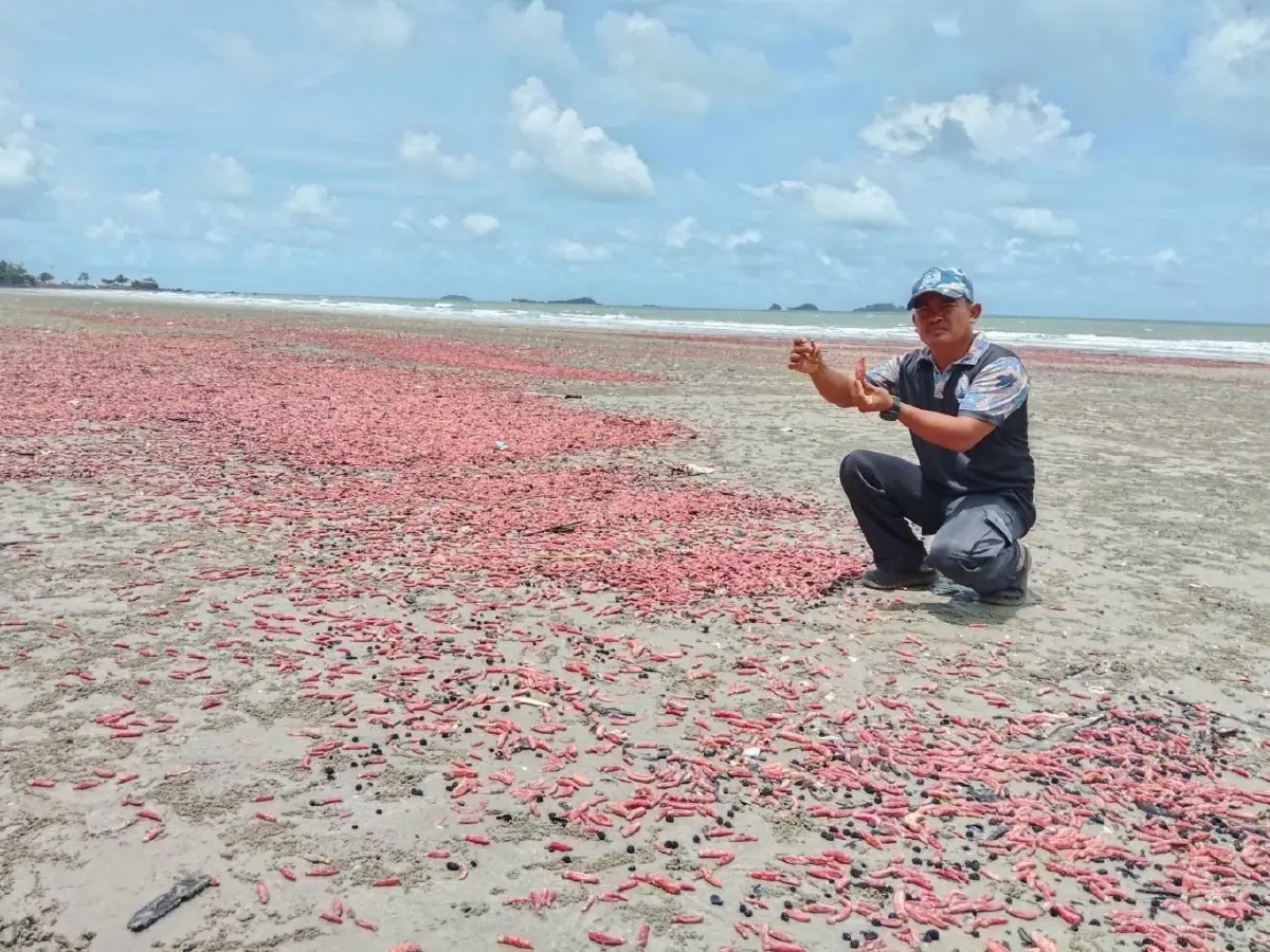 หาดูยาก! “ปลิงชมพู” นับล้านตัวเกยหาดระยอง คาดมรสุมคลื่นลมแรงซัดขึ้นฝั่ง
