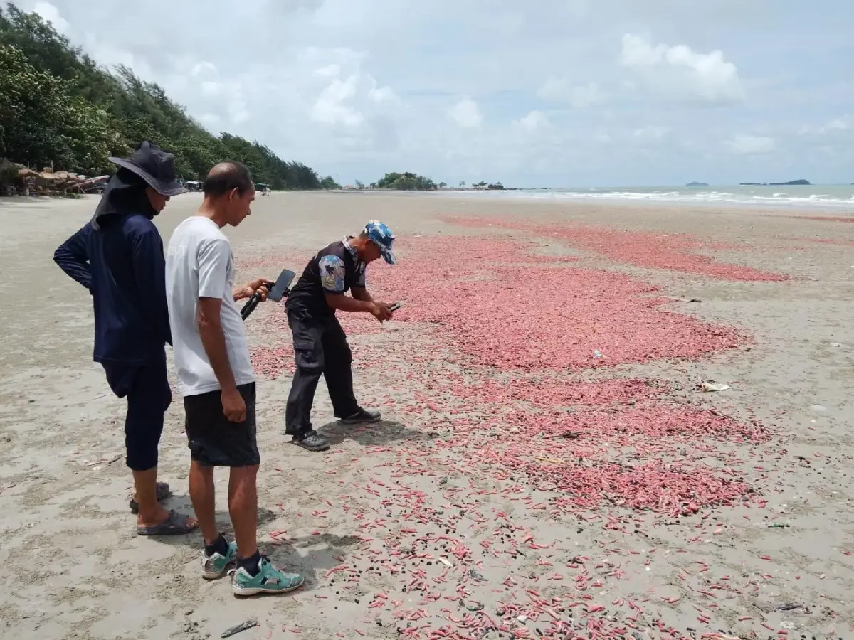 หาดูยาก! “ปลิงชมพู” นับล้านตัวเกยหาดระยอง คาดมรสุมคลื่นลมแรงซัดขึ้นฝั่ง