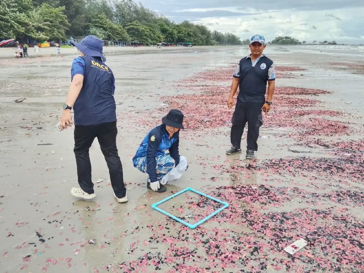 หาดูยาก! “ปลิงชมพู” นับล้านตัวเกยหาดระยอง คาดมรสุมคลื่นลมแรงซัดขึ้นฝั่ง