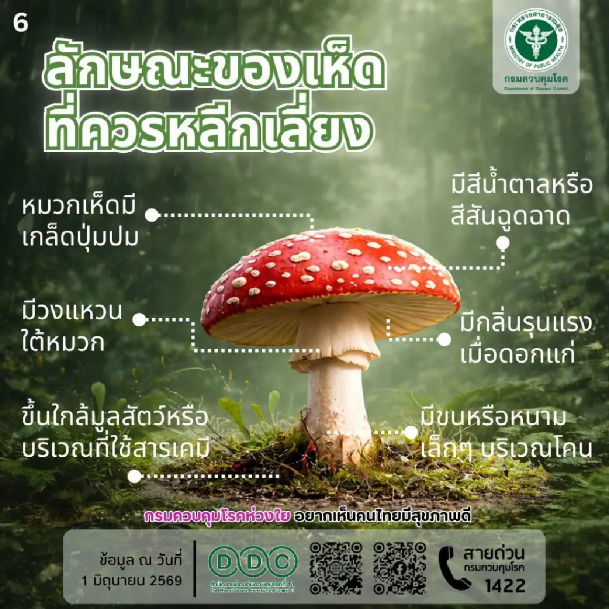เตือนสายเก็บเห็ด ระวัง “เห็ดพิษ” หน้าฝน แนะวิธีเช็ก สีฉูดฉาด-หมวกเห็ดมีเกล็ด ห้ามกิน!
