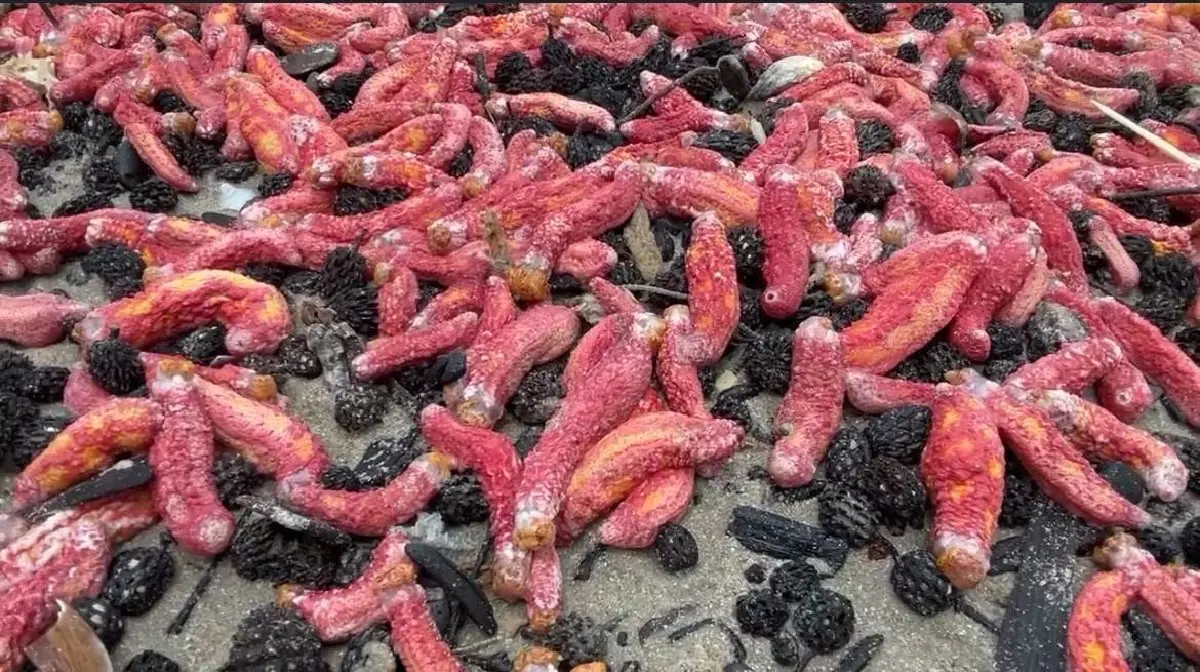 หาดูยาก! “ปลิงชมพู” นับล้านตัวเกยหาดระยอง คาดมรสุมคลื่นลมแรงซัดขึ้นฝั่ง