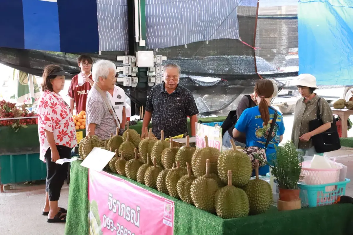 ทำไมเรียก 'ทุเรียนเทวดาเลี้ยง' เปิดความพิเศษ แห่ซื้อคึกคัก
