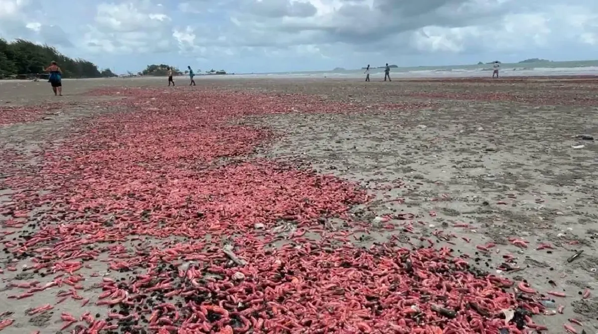 หาดูยาก! “ปลิงชมพู” นับล้านตัวเกยหาดระยอง คาดมรสุมคลื่นลมแรงซัดขึ้นฝั่ง