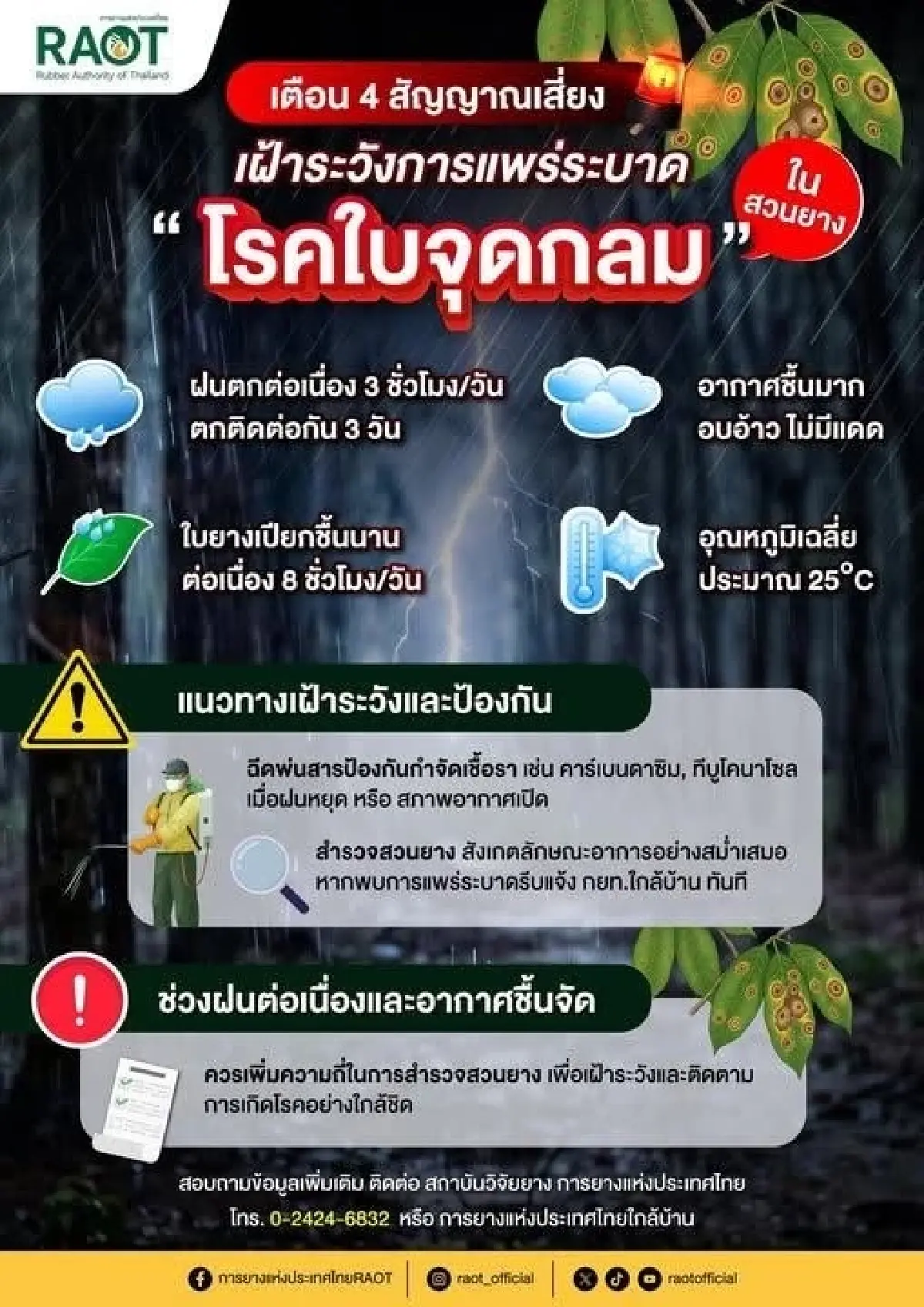 กยท.เตือน 4 จังหวัดใต้ ระวัง 'โรคใบจุดกลม' สวนยาง เสี่ยงผลผลิตลด 30-40%