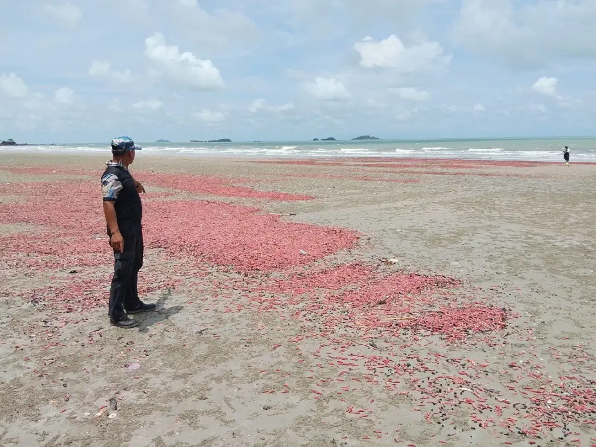 หาดูยาก! “ปลิงชมพู” นับล้านตัวเกยหาดระยอง คาดมรสุมคลื่นลมแรงซัดขึ้นฝั่ง