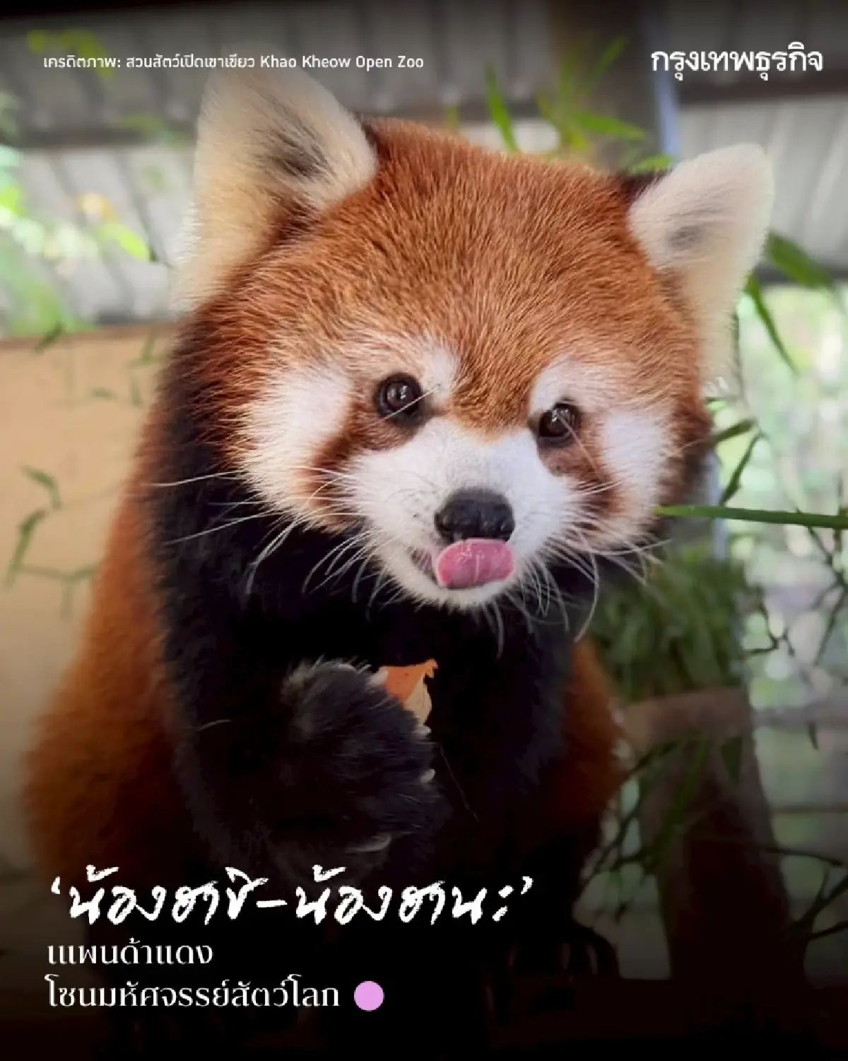 รวมดาว ‘ดาราหน้าใหม่’ สัตว์เพิ่งแจ้งเกิดจาก ‘สวนสัตว์เปิดเขาเขียว’