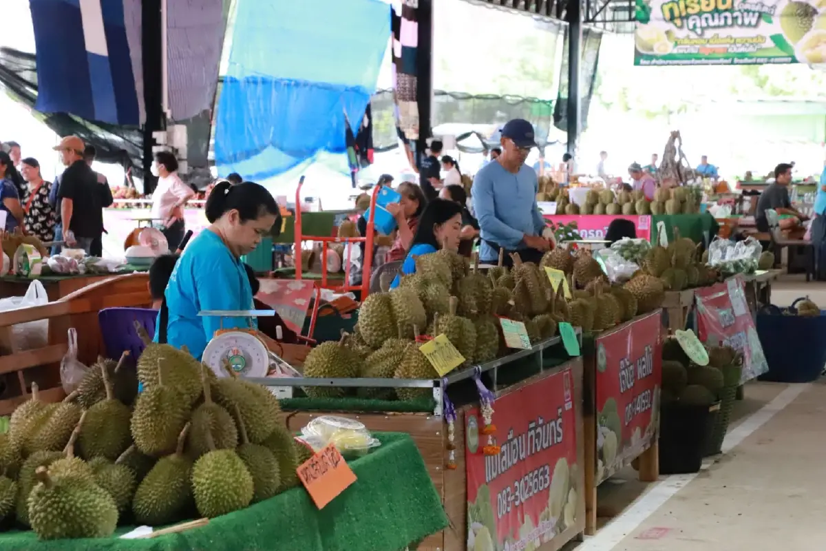 ทำไมเรียก 'ทุเรียนเทวดาเลี้ยง' เปิดความพิเศษ แห่ซื้อคึกคัก