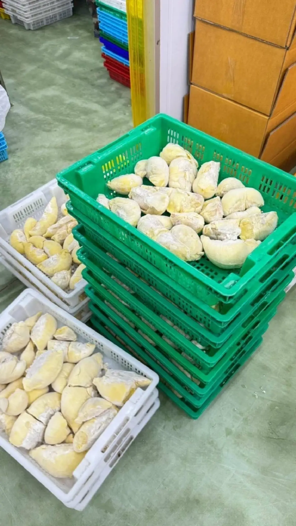 มกอช. คุมเข้มมาตรฐาน ทลายโรงงานทุเรียนแช่แข็งเถื่อน ส่งออก