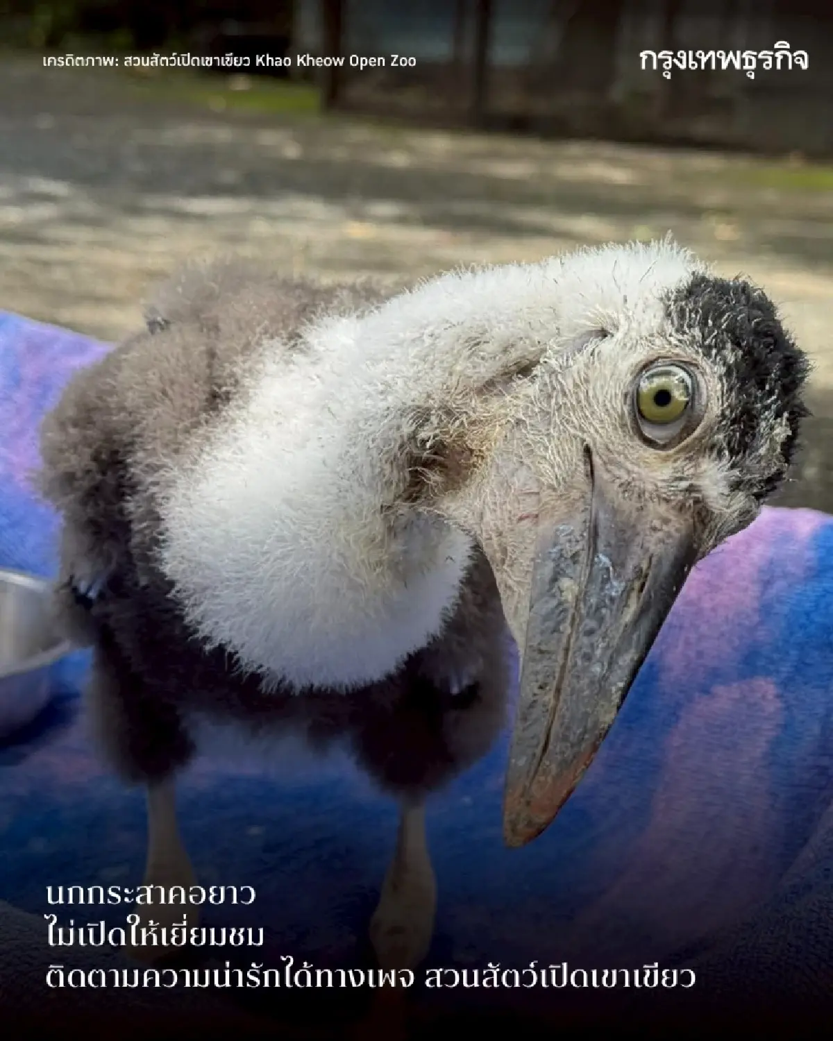 รวมดาว ‘ดาราหน้าใหม่’ สัตว์เพิ่งแจ้งเกิดจาก ‘สวนสัตว์เปิดเขาเขียว’