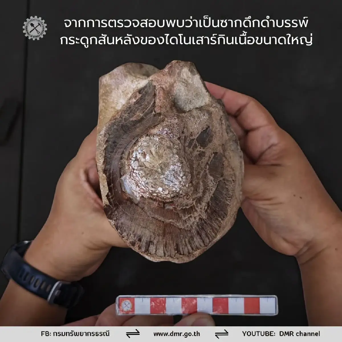 อายุ 130 ล้านปี รุดตรวจซากดึกดำบรรพ์ไดโนเสาร์ พันธุ์กินเนื้อขนาดใหญ่