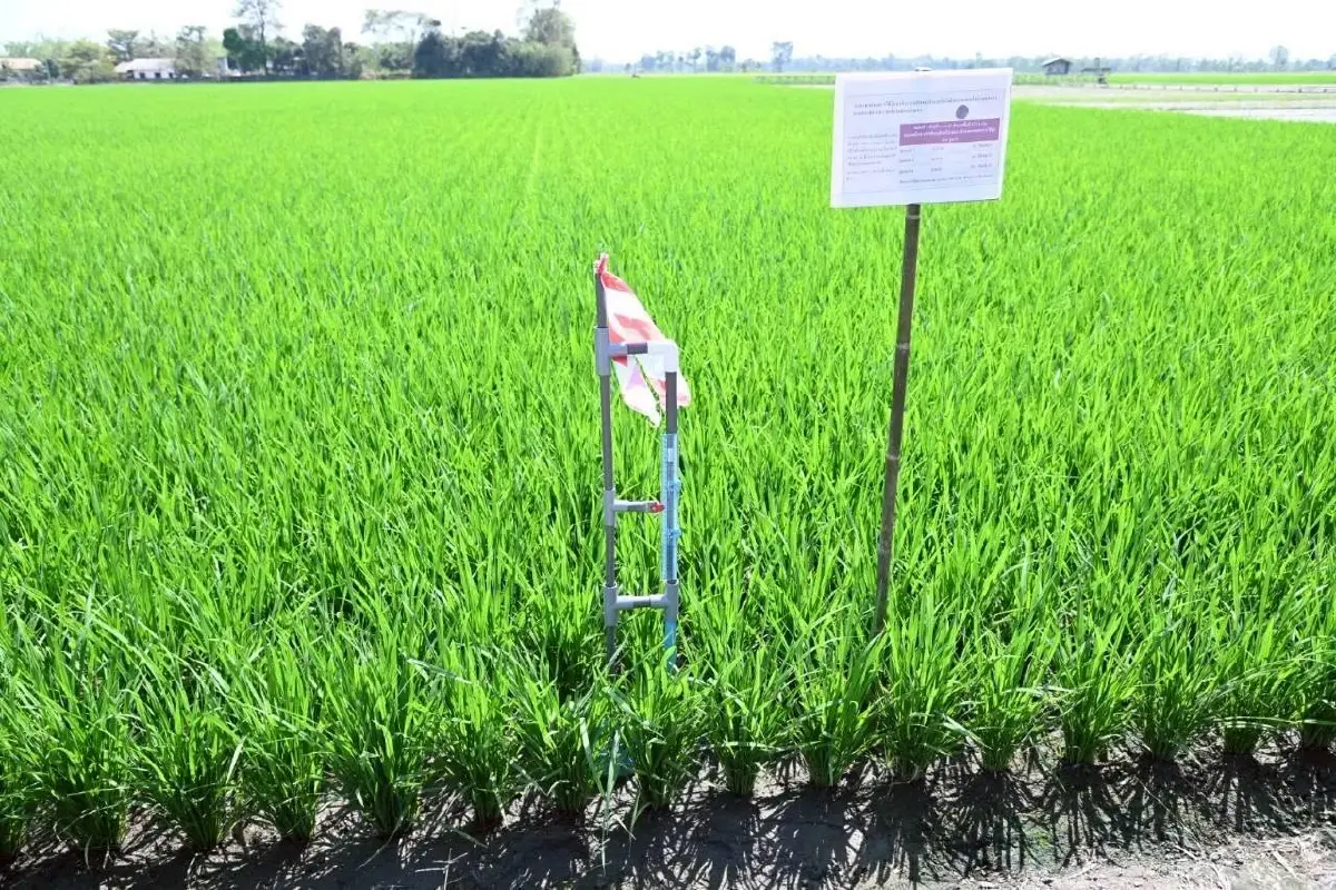 ศูนย์วิจัยข้าวอยุธยาลุย นำร่อง ข้าวคาร์บอนต่ำ 8 จังหวัดภาคกลาง
