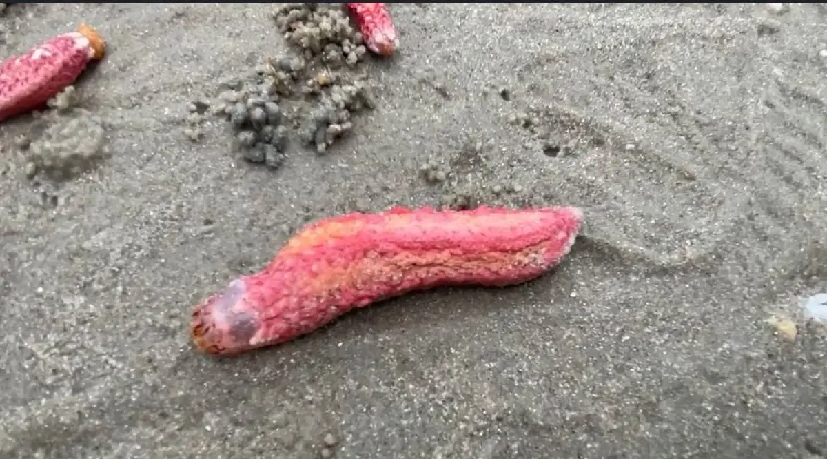 หาดูยาก! “ปลิงชมพู” นับล้านตัวเกยหาดระยอง คาดมรสุมคลื่นลมแรงซัดขึ้นฝั่ง