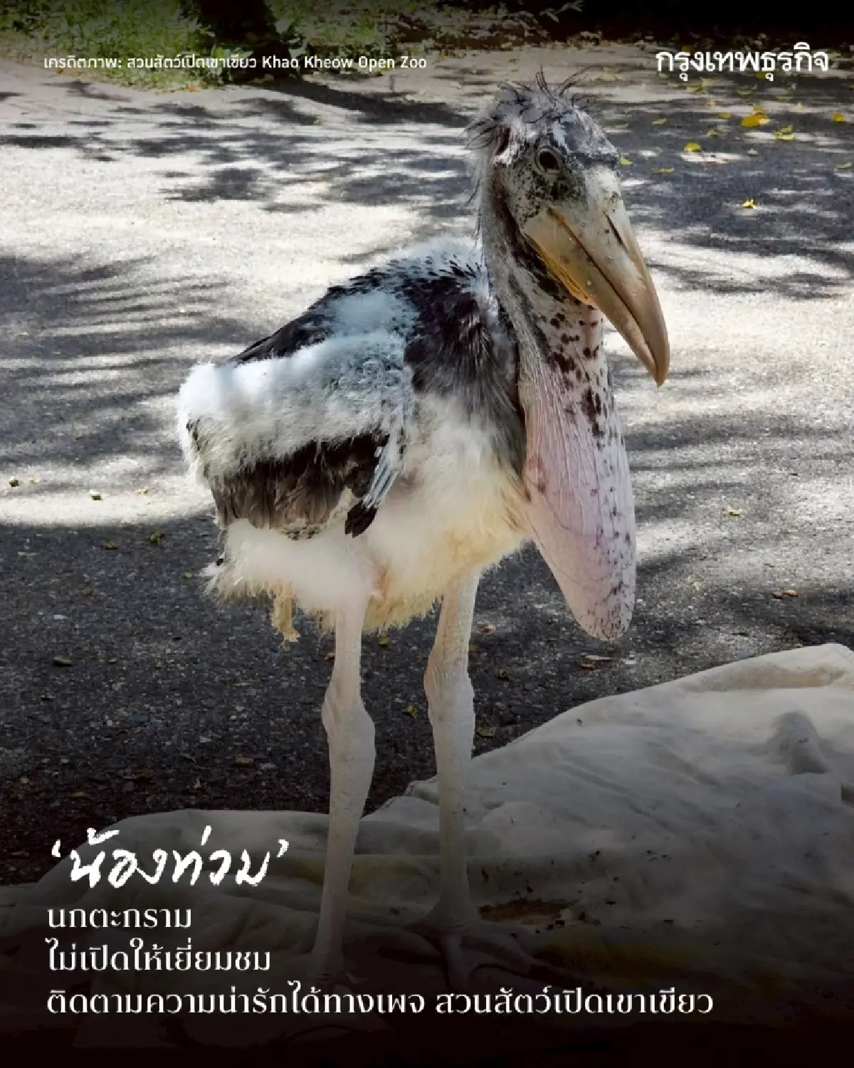 รวมดาว ‘ดาราหน้าใหม่’ สัตว์เพิ่งแจ้งเกิดจาก ‘สวนสัตว์เปิดเขาเขียว’