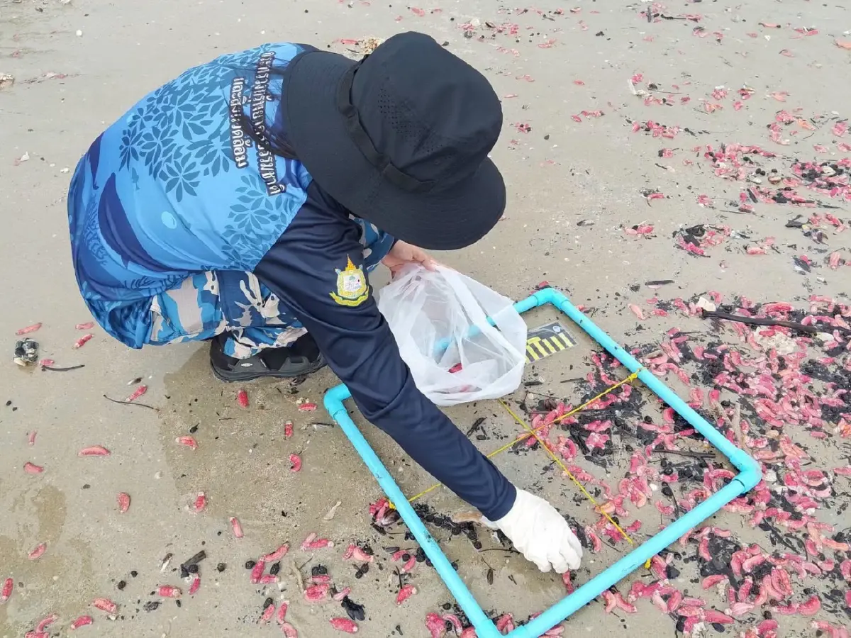 หาดูยาก! “ปลิงชมพู” นับล้านตัวเกยหาดระยอง คาดมรสุมคลื่นลมแรงซัดขึ้นฝั่ง