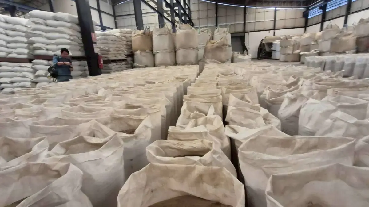เปิดรับซื้อทุกวันไม่หยุด โรงงานสมุทรสาครลุยรับซื้อปลาหมอคางดำต่อเนื่อง