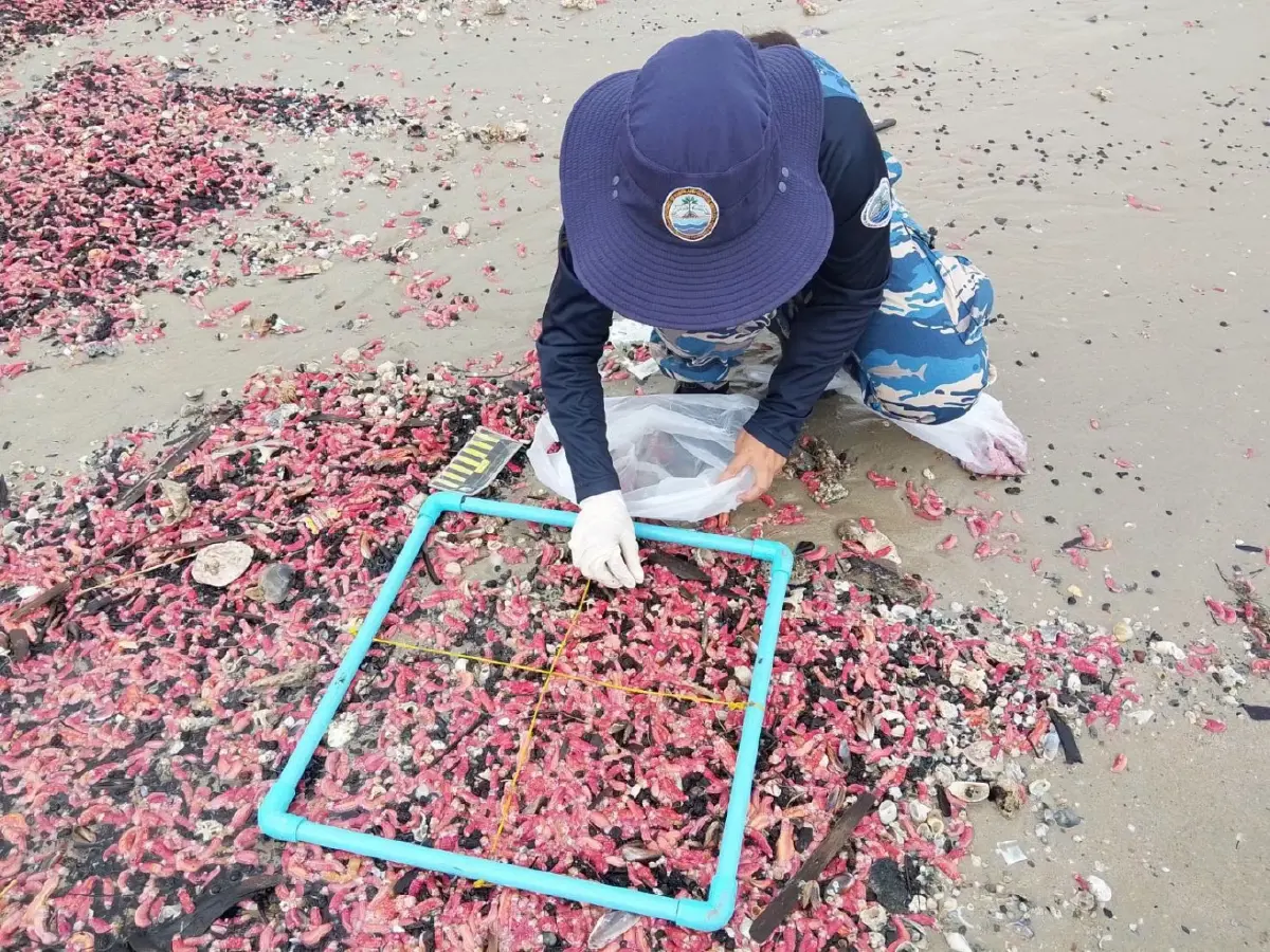 หาดูยาก! “ปลิงชมพู” นับล้านตัวเกยหาดระยอง คาดมรสุมคลื่นลมแรงซัดขึ้นฝั่ง