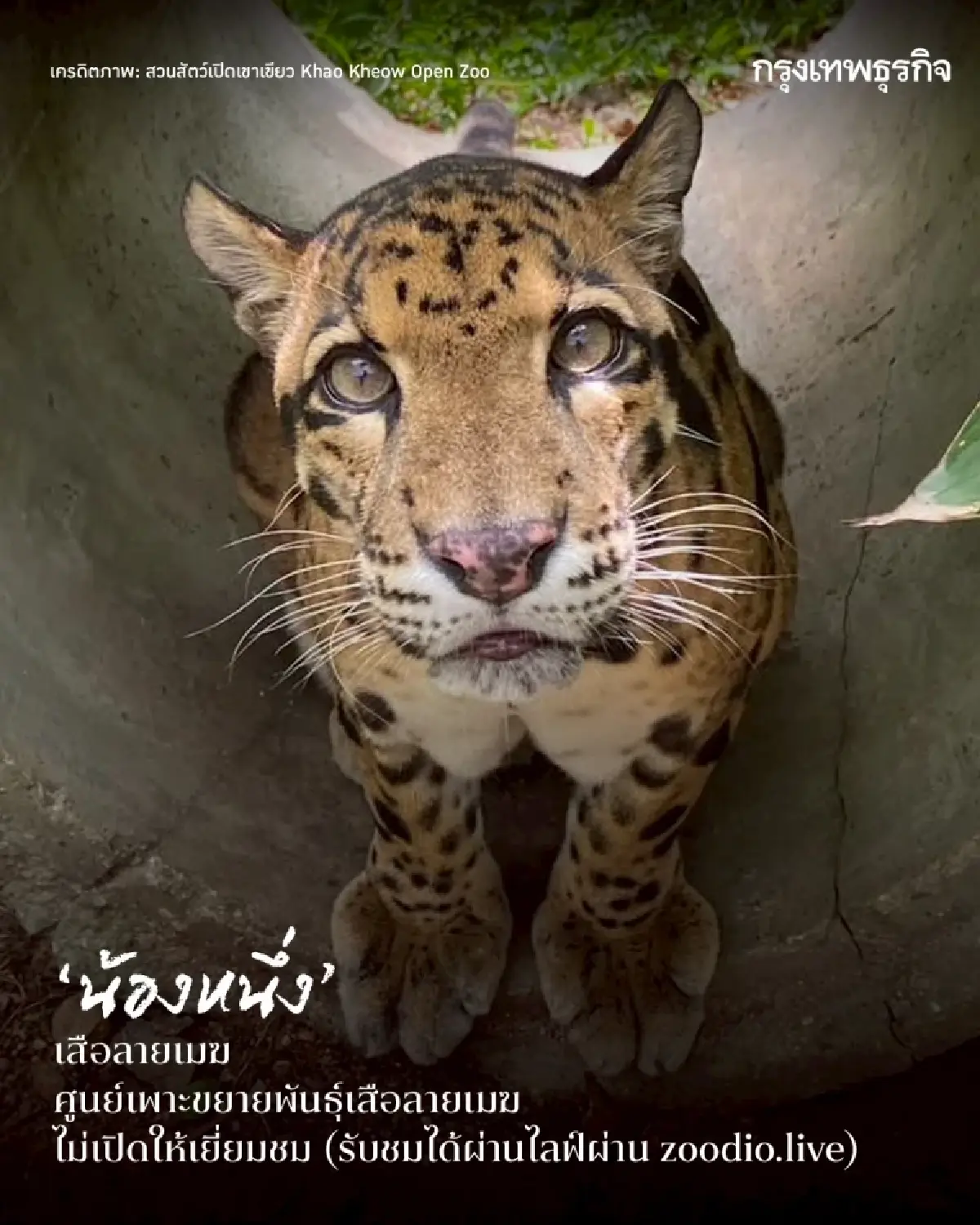 รวมดาว ‘ดาราหน้าใหม่’ สัตว์เพิ่งแจ้งเกิดจาก ‘สวนสัตว์เปิดเขาเขียว’