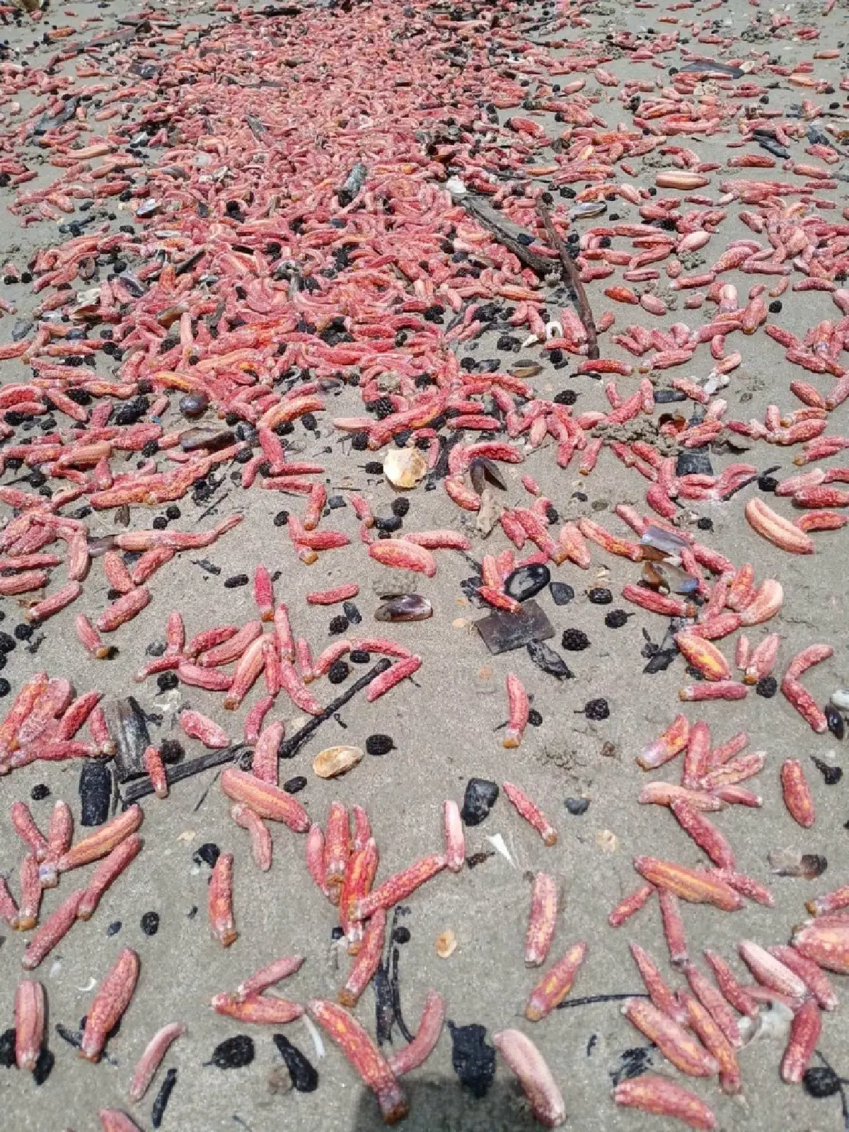 หาดูยาก! “ปลิงชมพู” นับล้านตัวเกยหาดระยอง คาดมรสุมคลื่นลมแรงซัดขึ้นฝั่ง