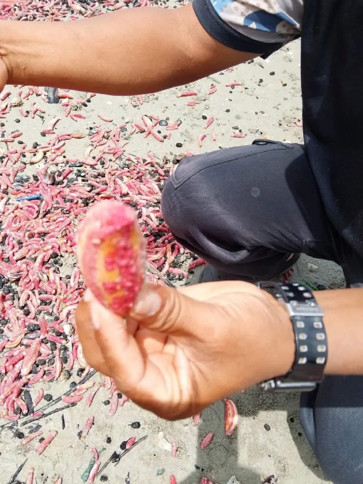 หาดูยาก! “ปลิงชมพู” นับล้านตัวเกยหาดระยอง คาดมรสุมคลื่นลมแรงซัดขึ้นฝั่ง