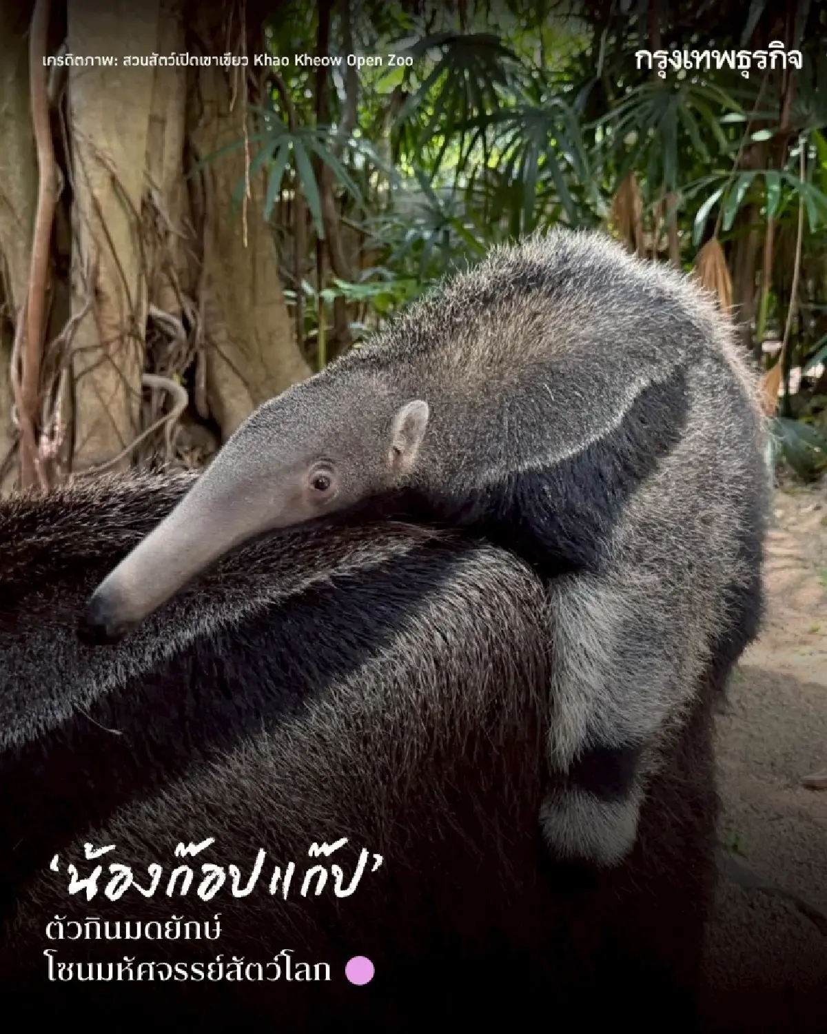 รวมดาว ‘ดาราหน้าใหม่’ สัตว์เพิ่งแจ้งเกิดจาก ‘สวนสัตว์เปิดเขาเขียว’