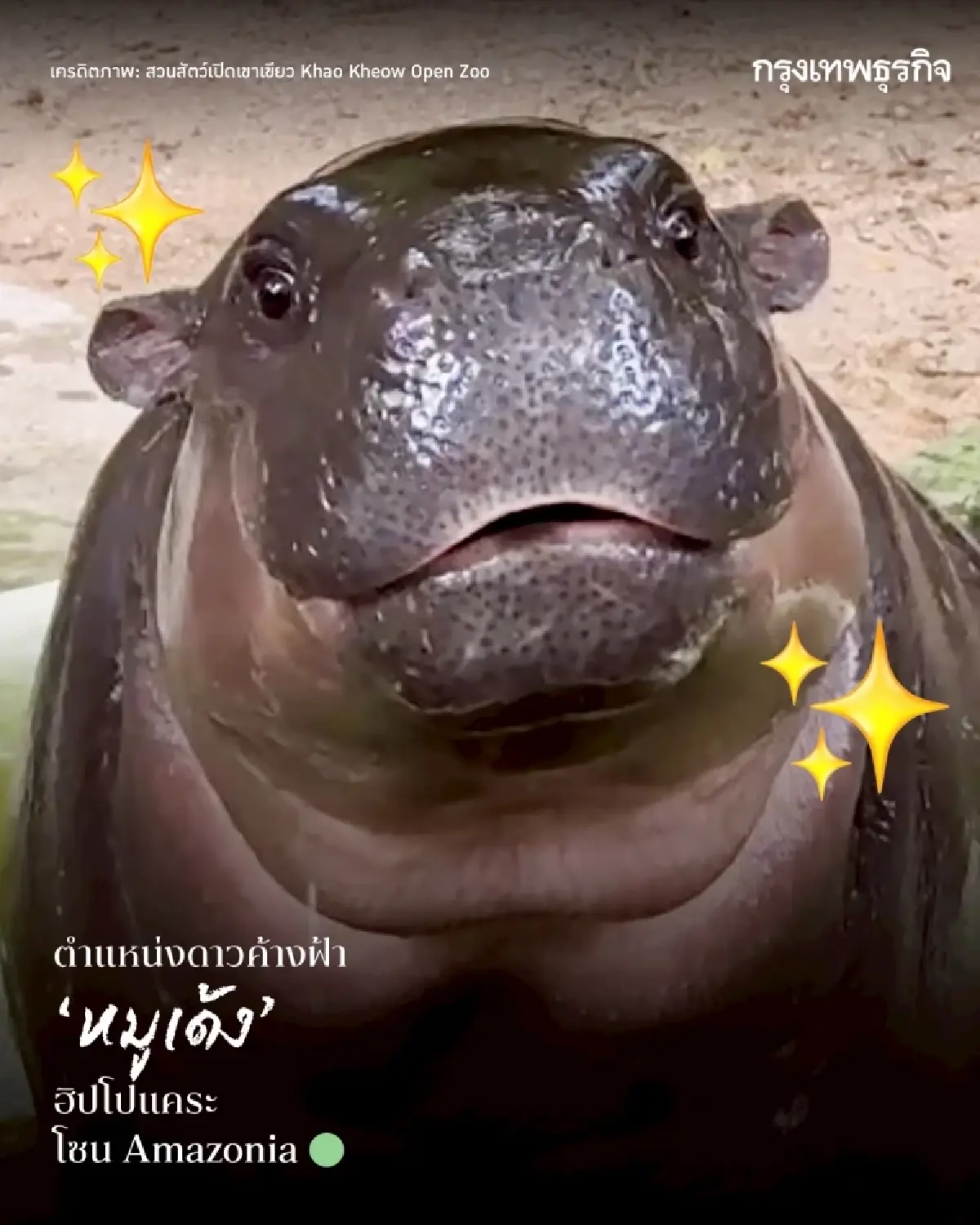 รวมดาว ‘ดาราหน้าใหม่’ สัตว์เพิ่งแจ้งเกิดจาก ‘สวนสัตว์เปิดเขาเขียว’