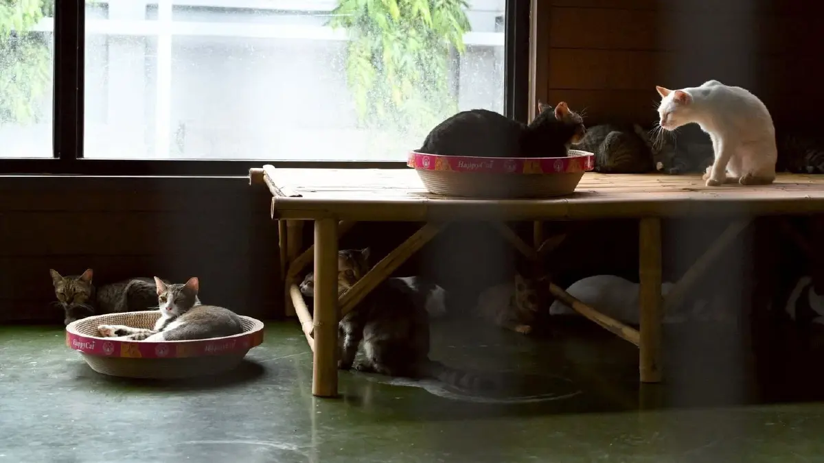 เปิด ‘บ้านน้องหมาน้องแมว ประเวศ’ พร้อมเติมเต็ม’ความสุข’ให้ทุกครอบครัว