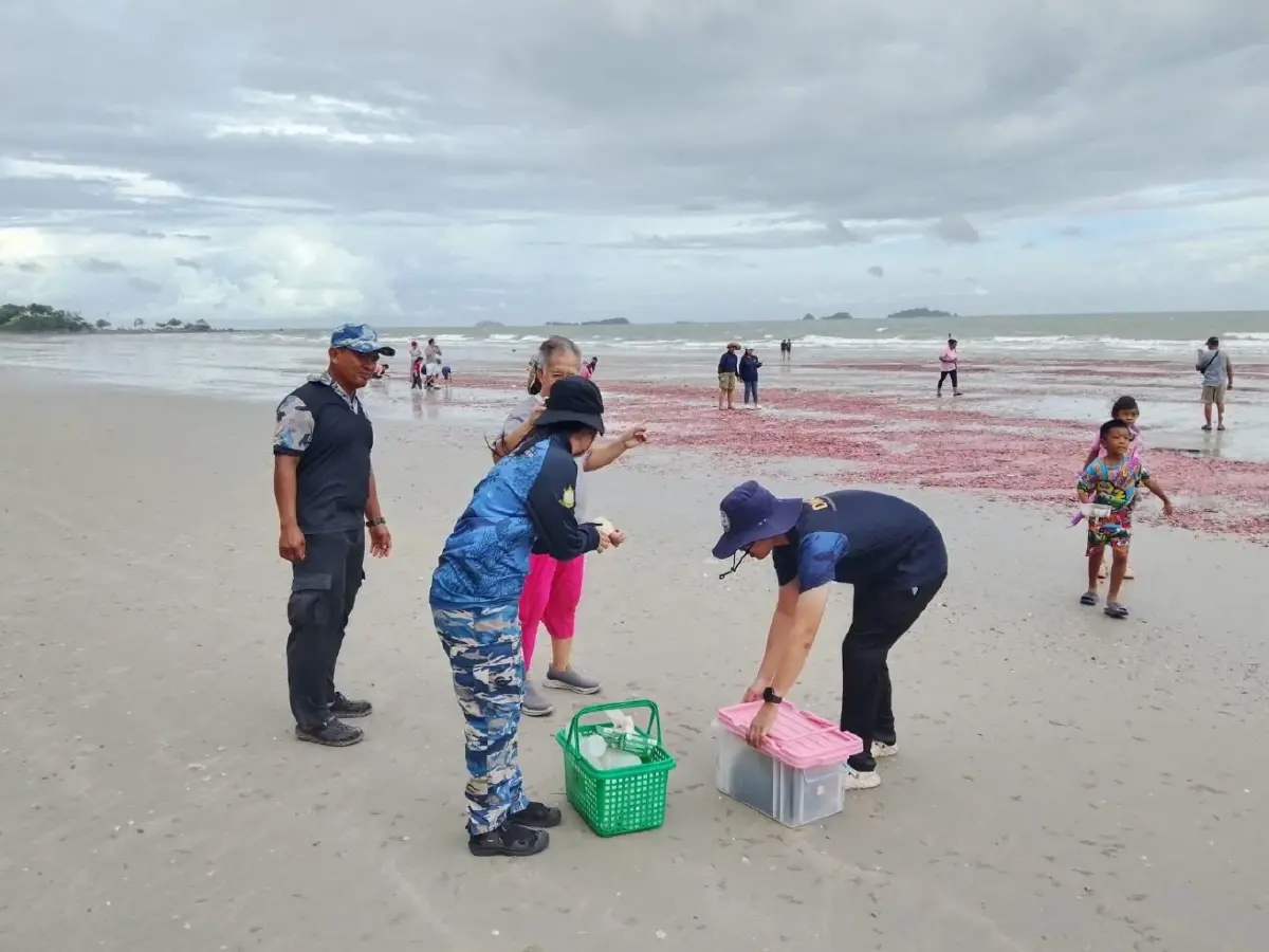 หาดูยาก! “ปลิงชมพู” นับล้านตัวเกยหาดระยอง คาดมรสุมคลื่นลมแรงซัดขึ้นฝั่ง