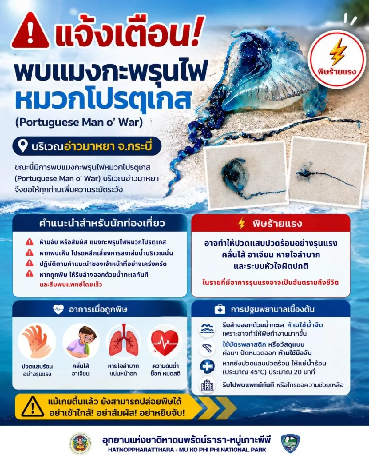 เตือน แมงกะพรุนไฟหมวกโปรตุเกส บุกอ่าวมาหยา พิษร้ายถึงตาย ห้ามจับ