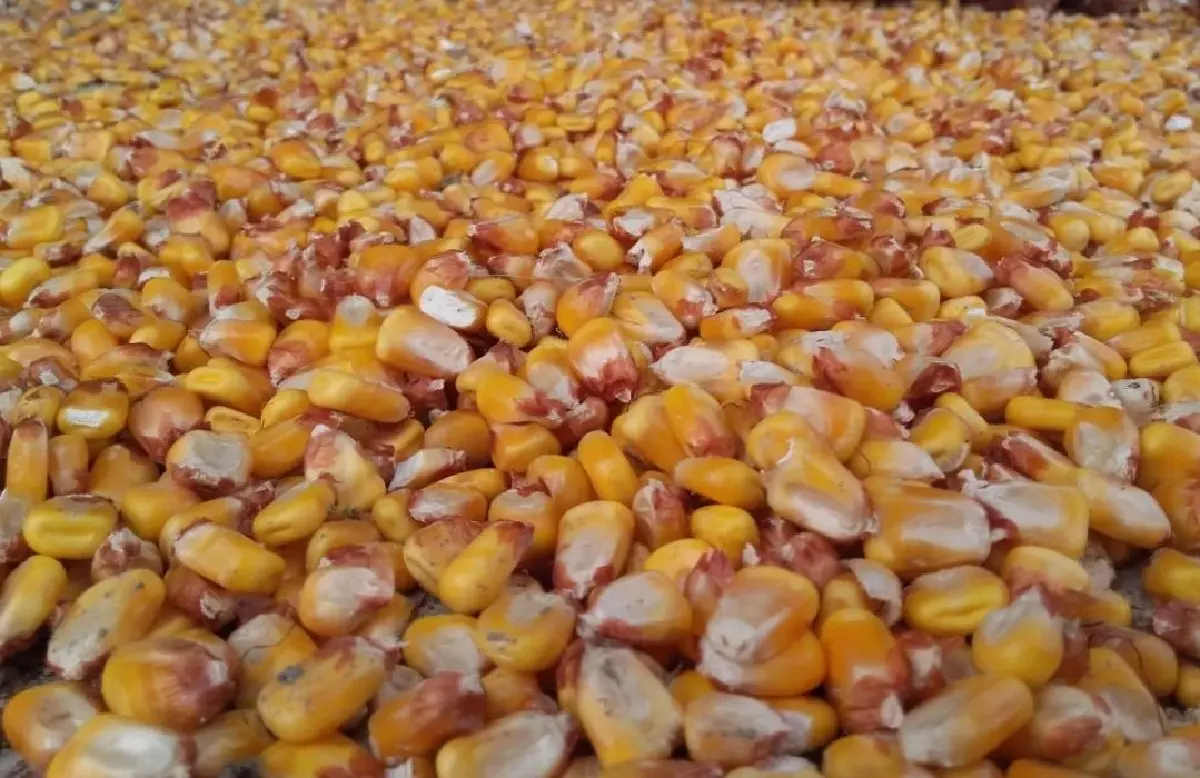 WHO-FAO ยืนยัน GMOs ปลอดภัยต่อสุขภาพ หากผ่านมาตรฐานสากล