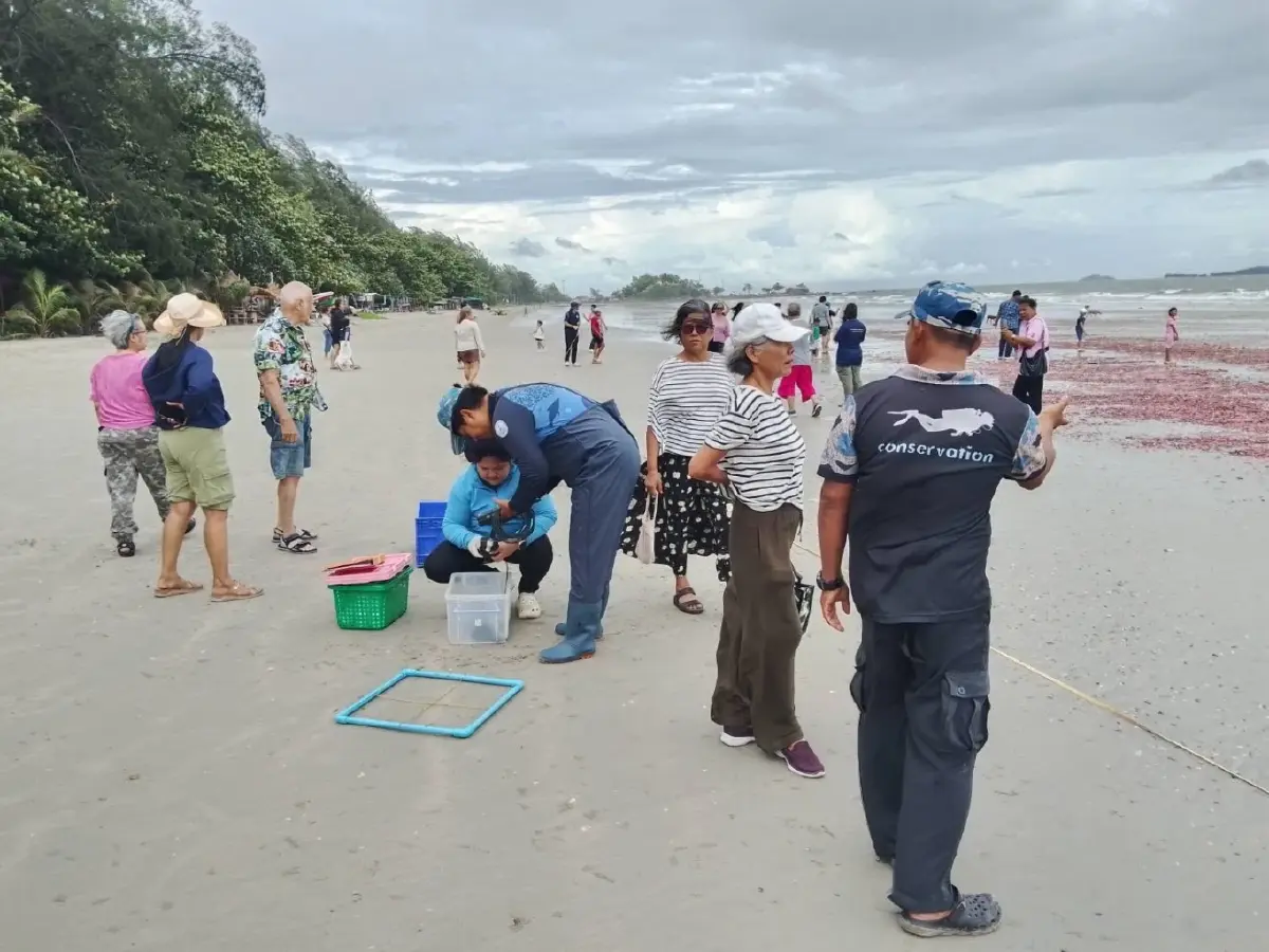 เกิดอะไรขึ้นที่ระยอง 'ปลิงชมพู' นับล้านตัวเต็มหาดสวนสน เตือนอย่าสัมผัส