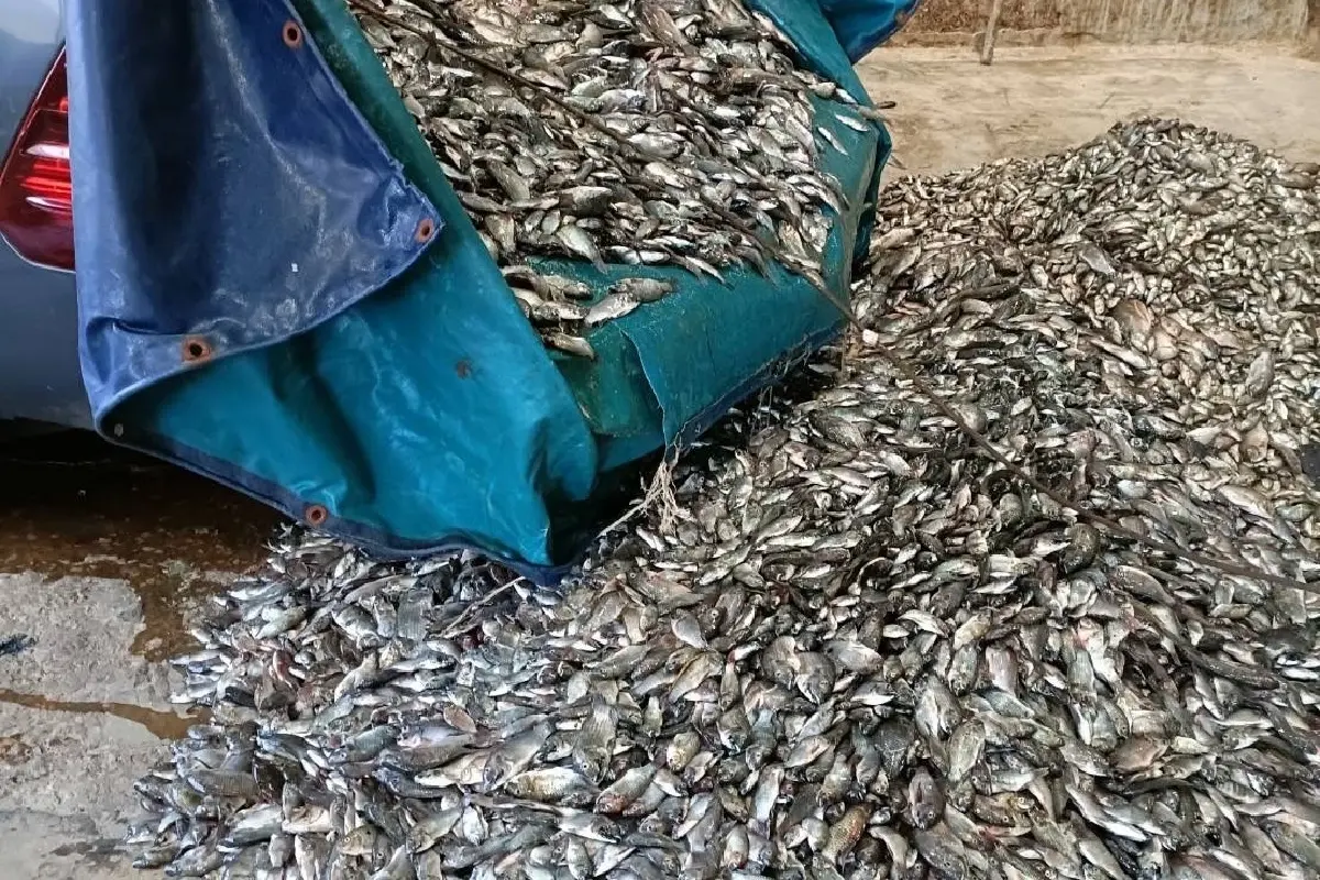 ปลดล็อกบัตรใบเดียว แห่ขนปลาหมอคางดำส่งโรงงานป่นทะลุ 33 ตัน