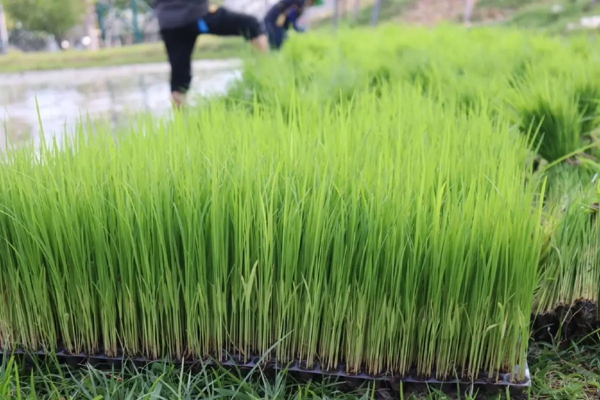 ศูนย์วิจัยข้าวอยุธยาลุย นำร่อง ข้าวคาร์บอนต่ำ 8 จังหวัดภาคกลาง