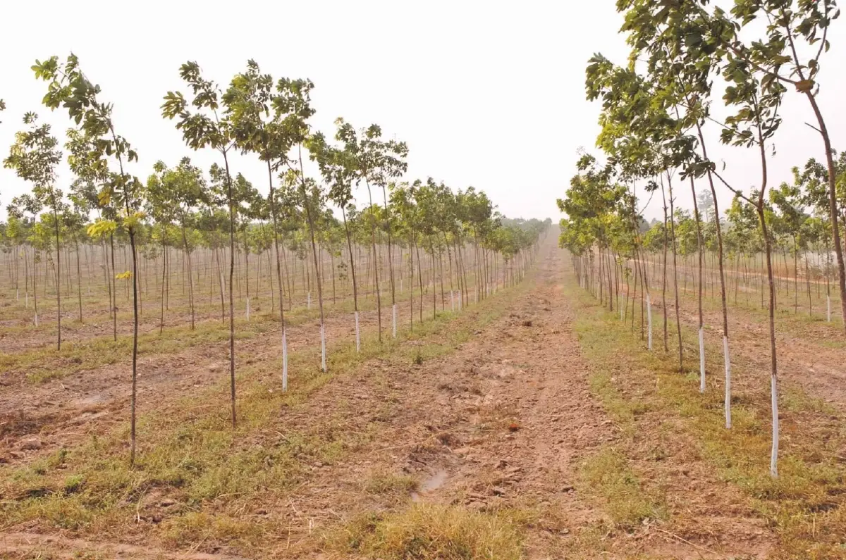 กยท.ชง 'โครงการปลูกยาง 1 ล้านไร่' เหนือ-อีสาน แก้เผาซ้ำซาก ลด PM 2.5 ขับเคลื่อน ศก.คาร์บอนต่ำ