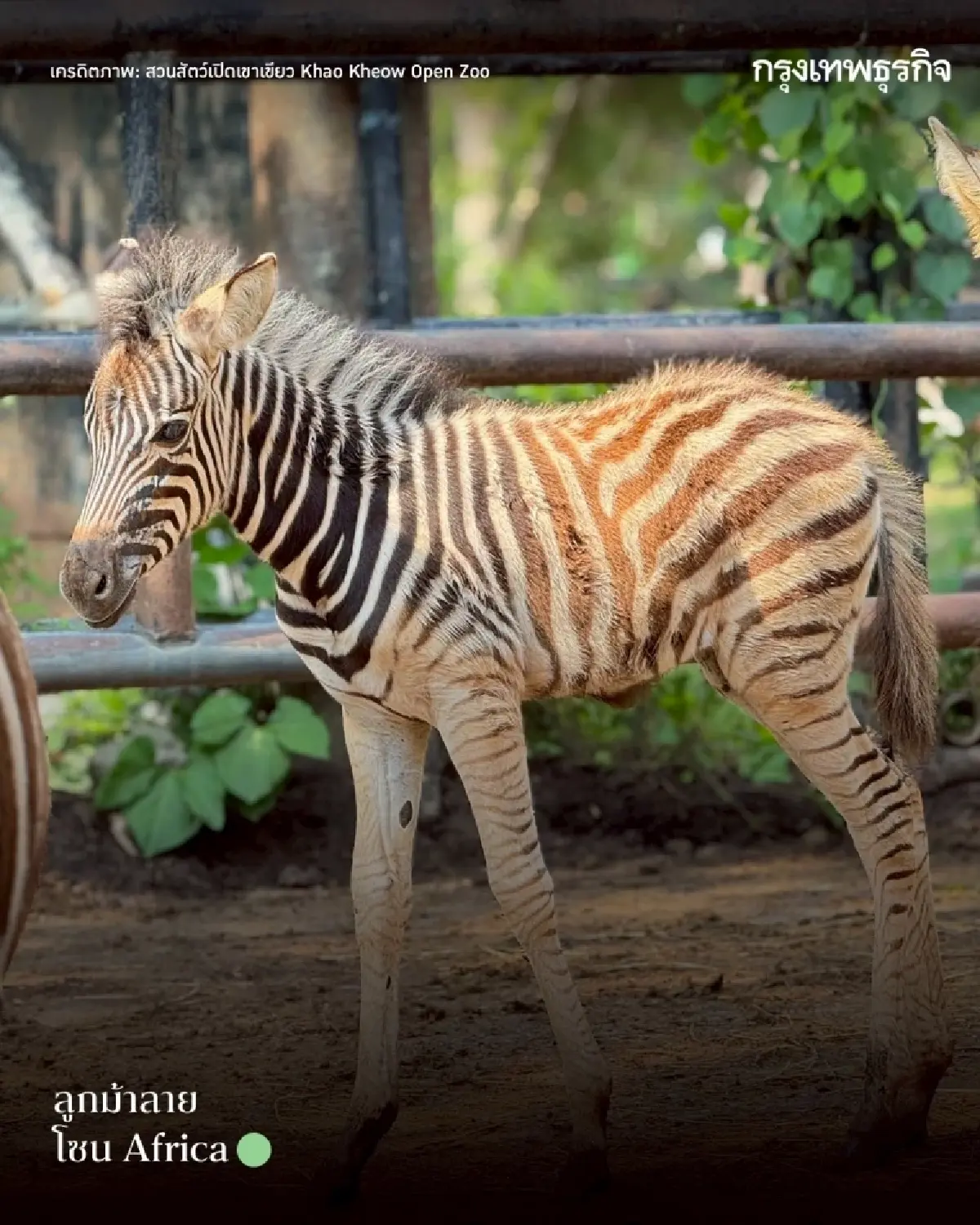 รวมดาว ‘ดาราหน้าใหม่’ สัตว์เพิ่งแจ้งเกิดจาก ‘สวนสัตว์เปิดเขาเขียว’